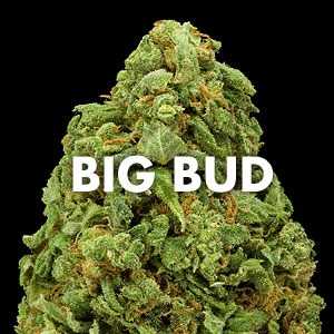 big bud