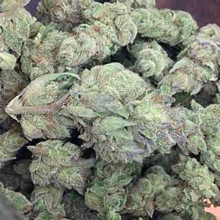 blue-cheese-marijuana-strain-2_opt