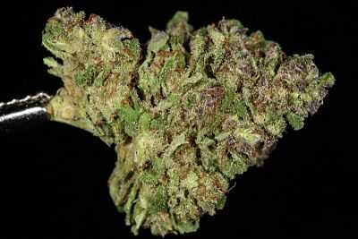 blueberry-strain-theory-800x533_opt