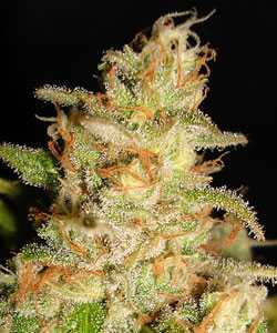 ministry_of_cannabis_northern_lights