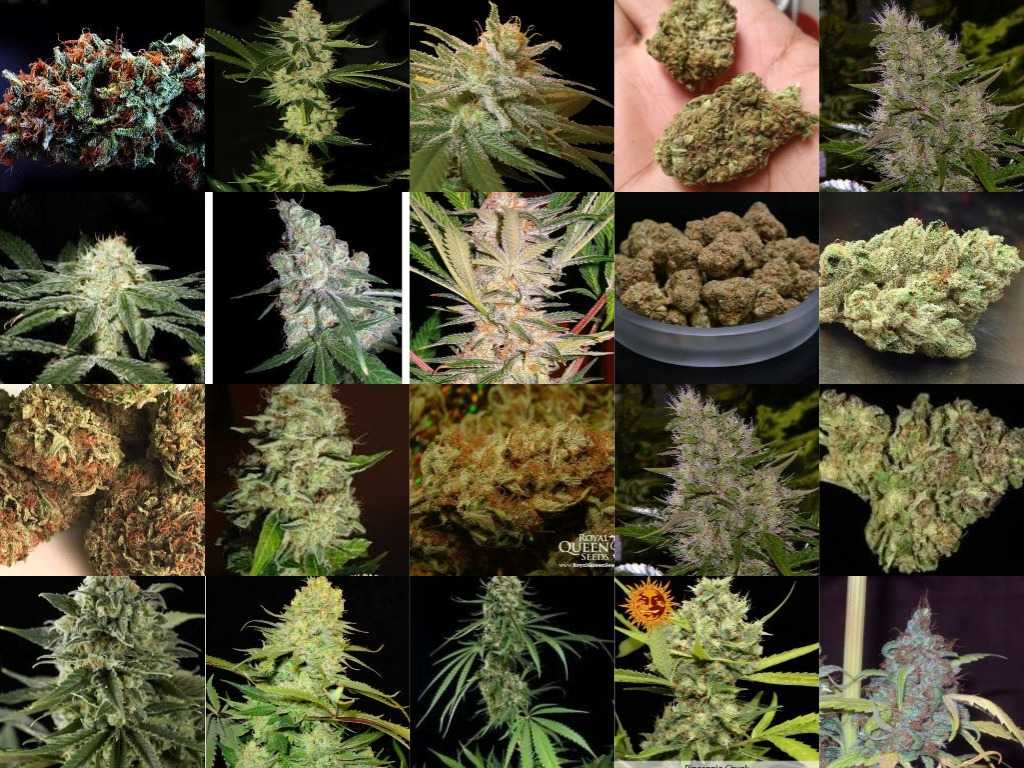 Image result for weed and mangoes collage